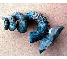 Worm like shell of an ammonite preserved in rock