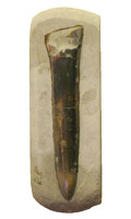 Belemnite fossil preserved in sandstone