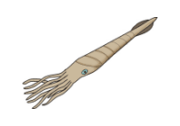 Illustration of a belemnite on white background