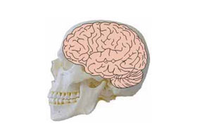 brain2