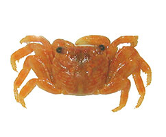 Crab on white background