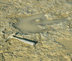 In situ tridactyl dinosaur footprint and hammer for comparison