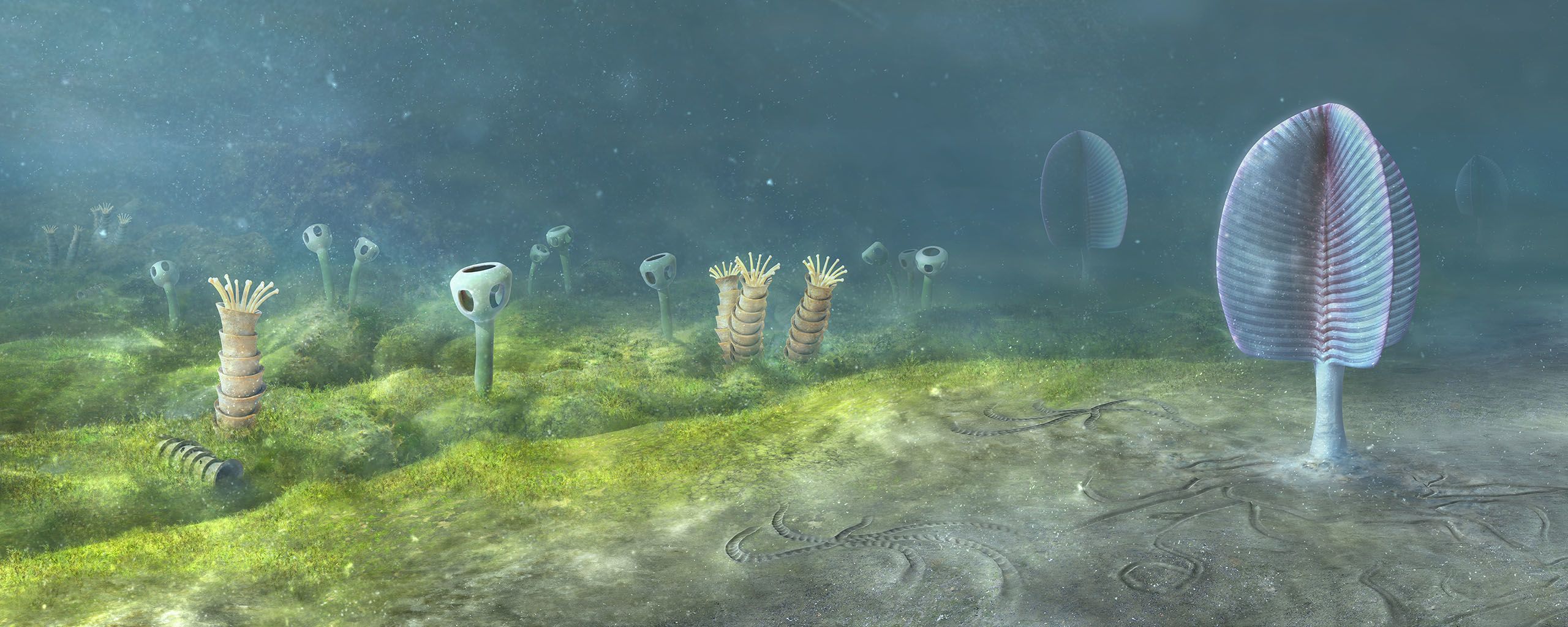 Paleoenvironmental reconstruction of Ediacaran sea floor