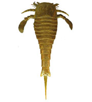 Eurypterid fossil specimen on white background