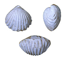 Three fossil brachiopods on white background