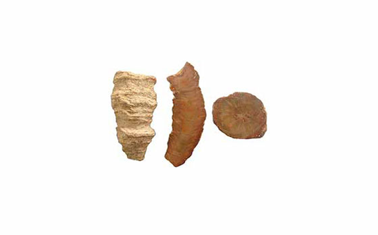 Three solitary fossil corals on white background