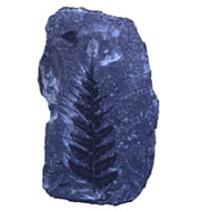 Fossil fern on white background 