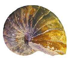 Fossilised nautiloid with visible septa lines