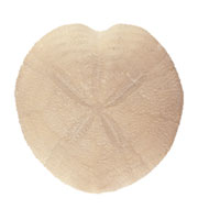 Fossil sea urchin on white background