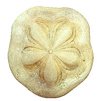 Fossil sea urchin on white background