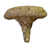 Fossilised sponge on white bakground