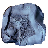 Fossil starfish preserved in rock