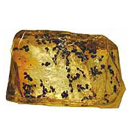 A group of fossilised insects preserved in amber