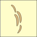 Golgi apparatus illustration