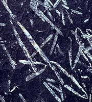 Fossil graptolites fossils preserved in rock
