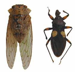 Two different species of true bugs on white background