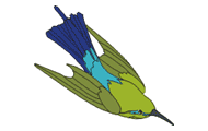 Illustration of beeeater  on white background