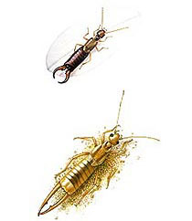 illustration Dermaptera