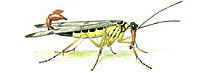 illustration Mecoptera