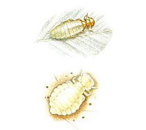 Illustration Pthiraptera