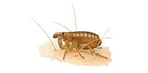 illustration Siphonaptera