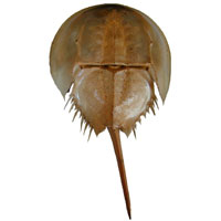 Limulidae fossil specimen on white bakground