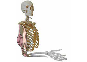 Illustration biceps muscle relaxed