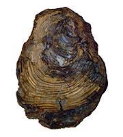 Petrified conifer on white background