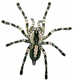 tarantula spider