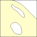 Vacuoles illustration