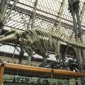 Dolphin skeleton at the Museum