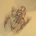 Frog skeleton at the Museum