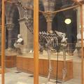 Moa skeleton at the Museum