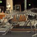Pig skeleton at the Museum