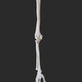Human right arm and hand