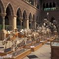 Skeleton parade at the Museum