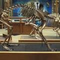 Tiger skeleton at the Museum