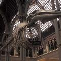 Whale skeleton at the Museum