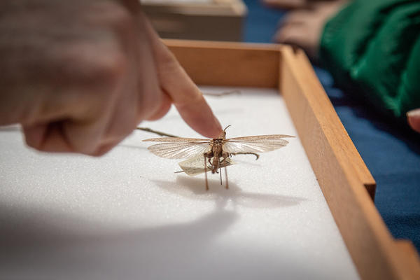 Person pointing an insect 