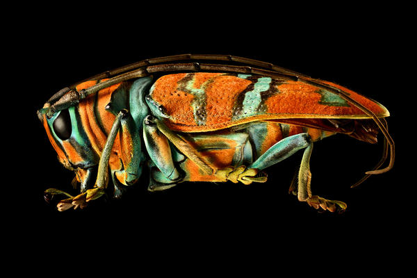 Jewel Longhorn Beetle on black background