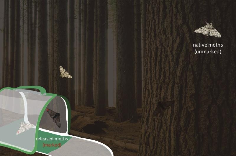 Marked moths released into woodland from a carrier, where they meet unmarked native moths