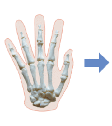 hand bone growing  copy