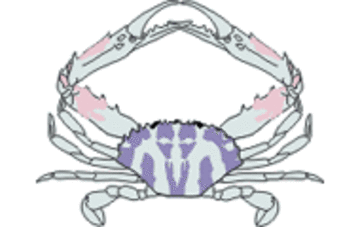 illustration crab